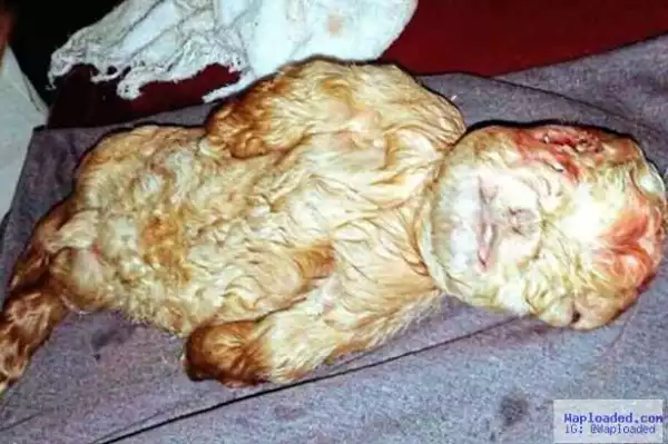 Photos: Goat With Human Face Found In Malaysia